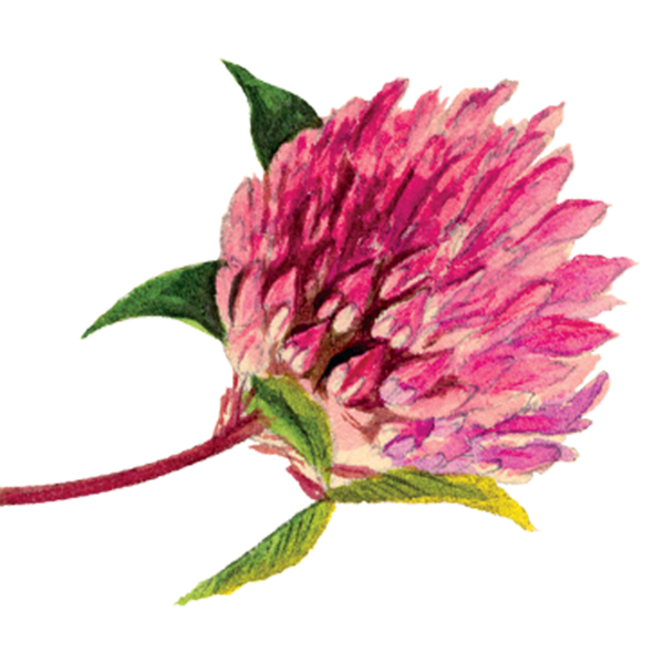 H Bronnley & Co - Branding a natural collection